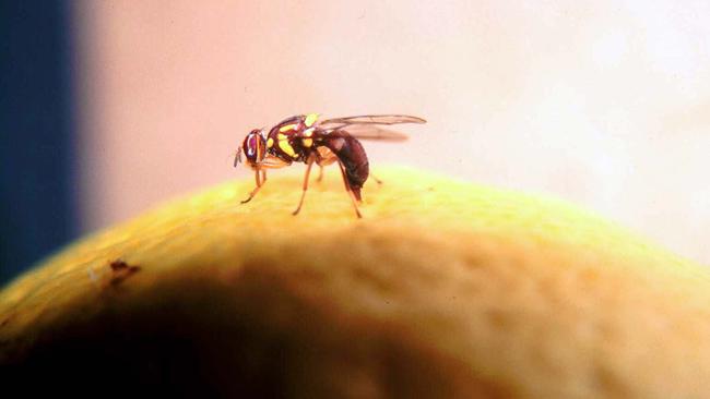Generic of fruit fly.