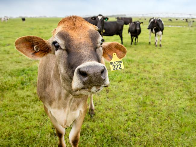 Beston dairy cows on the company's farms at Mt Gambier. Picture: SUPPLIED