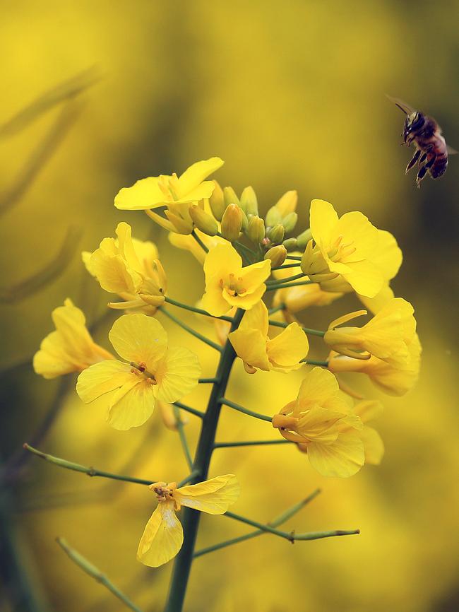 Canola at Sisters Hills. Picture: Chris Kidd