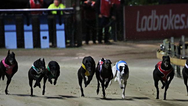 wentworth park dogs tonight
