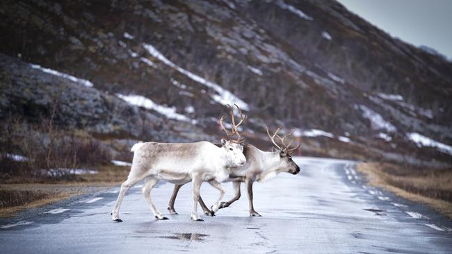 Reindeer roam freely in northern Norway.