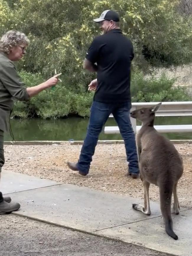 The roo could not be calmed until a park employee appeared and scolded it. Picture: TikTok