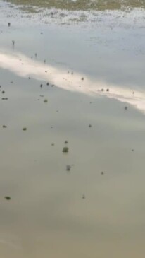 Cattle swim through floodwaters near Burketown