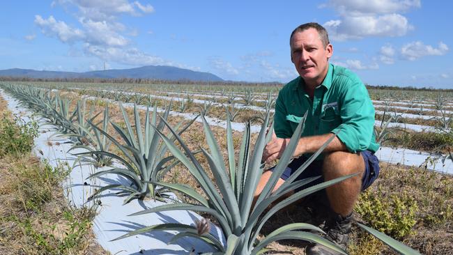 Chris Monsour of Prospect Agriculture with agave plants flourishing on a farm south of Bowen. Photo: Elyse Wurm