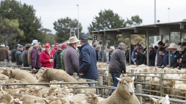 Lamb prices are nowhere near where they were a year ago but are faring better than mutton, which has dived below 200c/kg carcass weight.