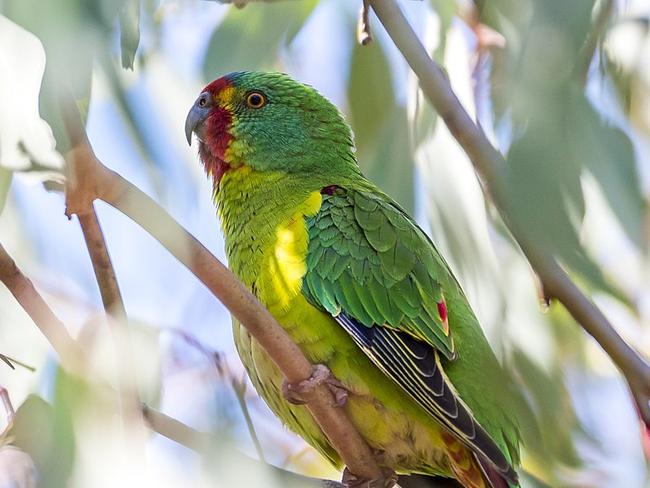 The swift parrot.