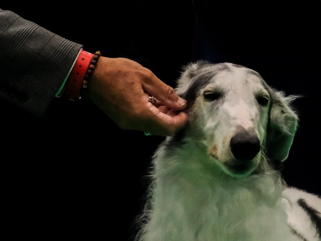 Melbourne-based Borzoi, five year old Kohl, gets a congratulatory ear rub after winning best in breed. Picture: Jacquelin Magnay