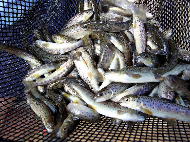 File photo of brown trout fingerlings at the Salmon Ponds at Plenty.