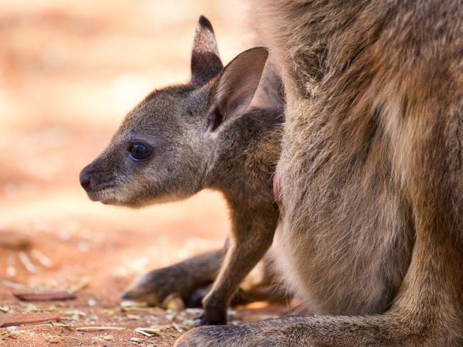 A dusty scene, a kangaroo joey hangs from the pouch of the mother