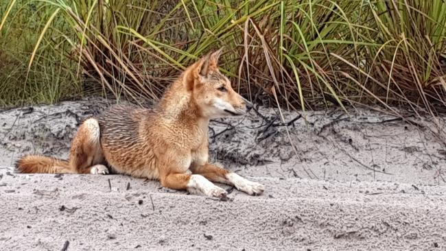 Second dingo incident in space of days on Fraser Island