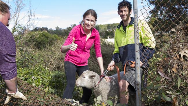 Pub manager Peta Cohen and Daniel Salmon rescue a stranded sheep. Picture: Melvyn Knipe