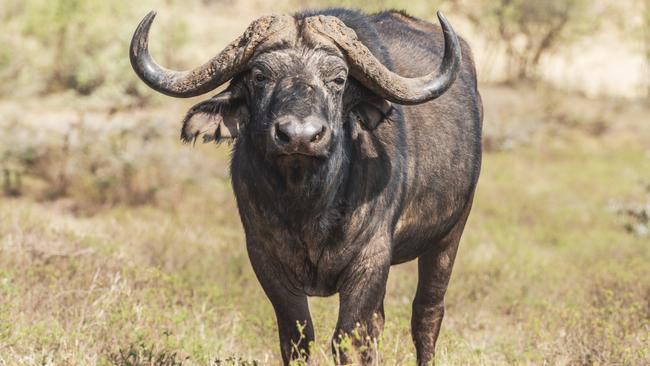 A close-up of a water buffalo. Picture: Istock