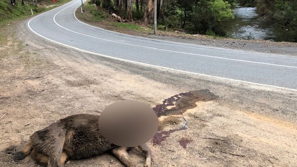 Deer carcasses with heads missing can be found around Jamieson.