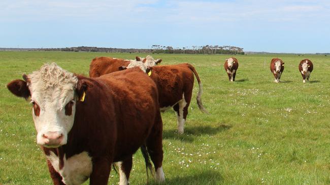 1084ha cattle station, Reedy, located on King Island has been sold in a deal worth more than $22 million.