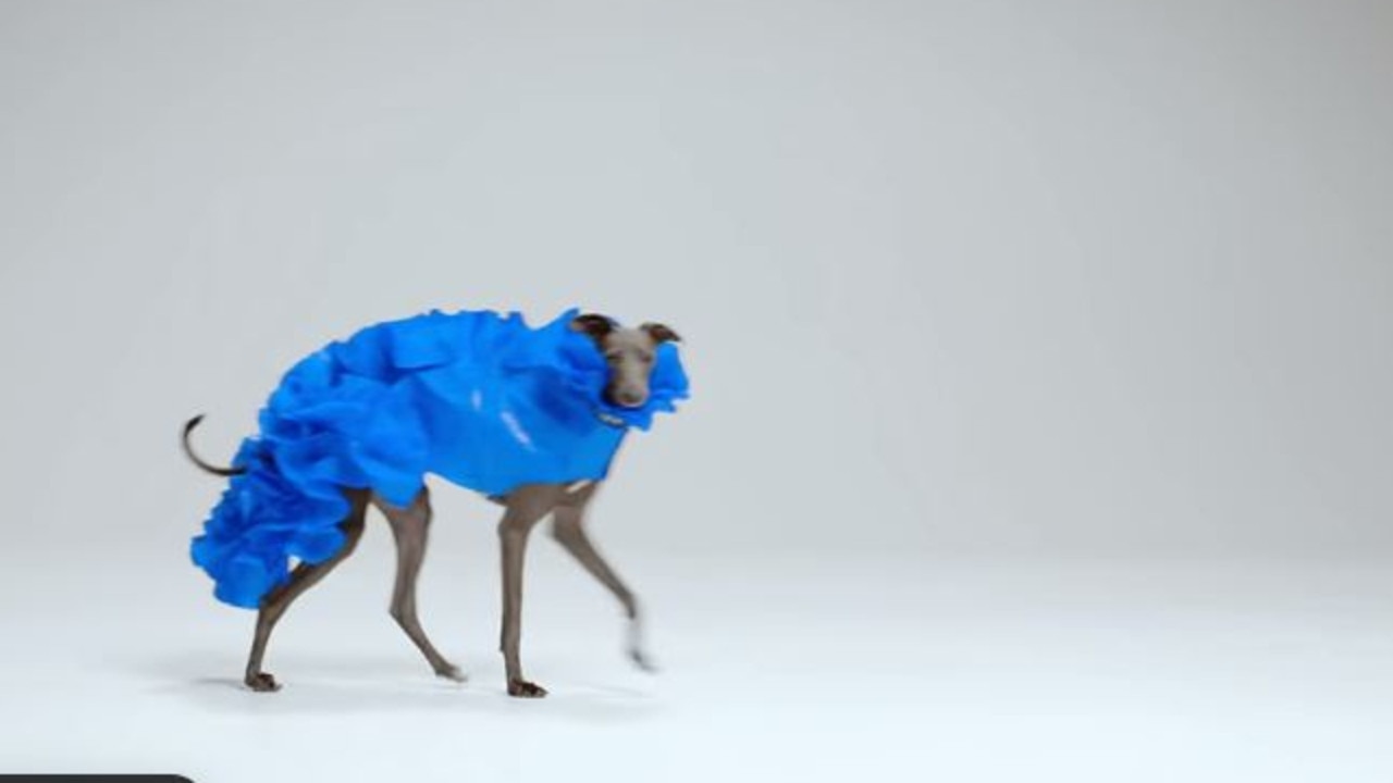 Ikea wants to make your doggo look like this absolute icon.