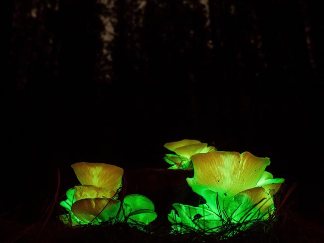 The ghost mushroomcan been seen in Ghost Mushroom Lane in the South-East pine forest, near Mount Gambier during May and June. Picture: Ockert le Roux                        <a class="capi-image" capiId="518b9b8faaf4bb9834fa939c28e96f92"></a>