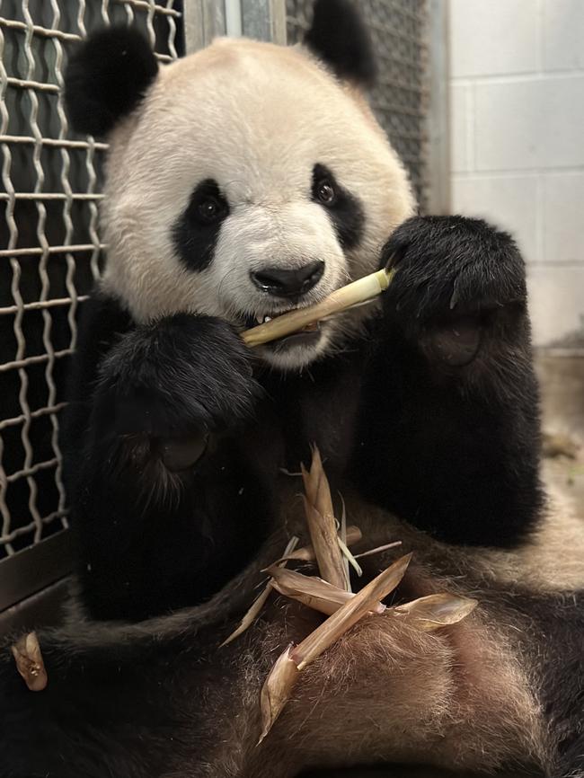 Handsome boy Xing Qiu (pronounced shing chee-y-uhl) at Adelaide Zoo enjoying some Bamboo after the long flight. Picture: Zoos SA