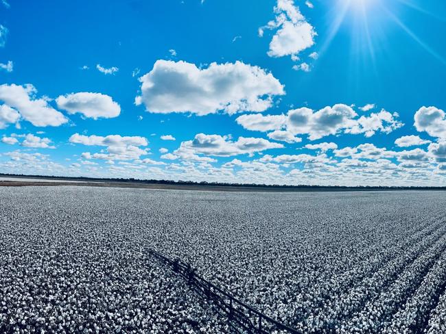 Cotton at Coleambally in southern NSW. Picture supplied by Joe Briggs. Picture: Supplied