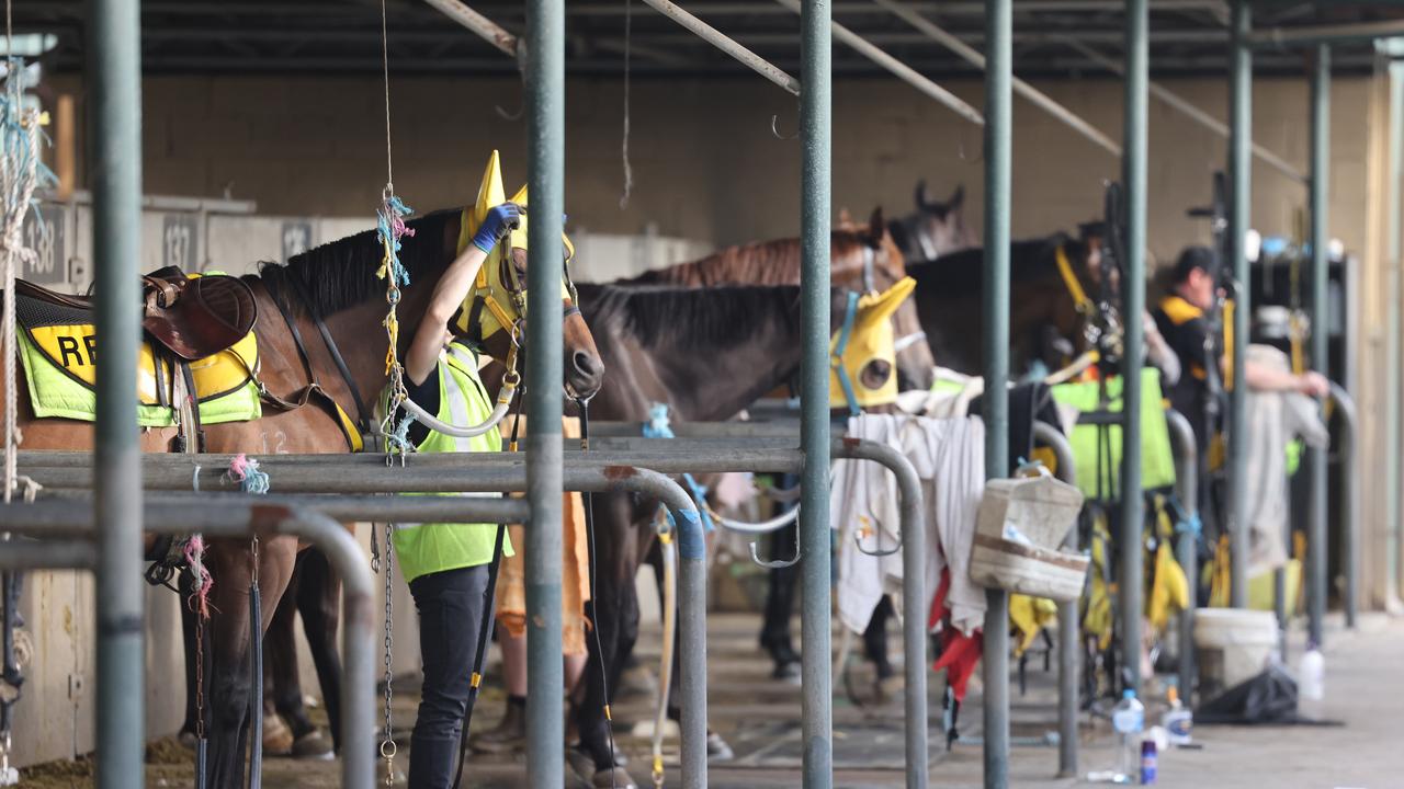 Horses in training for their next racing assignment. Picture: NCA NewsWire / David Mariuz