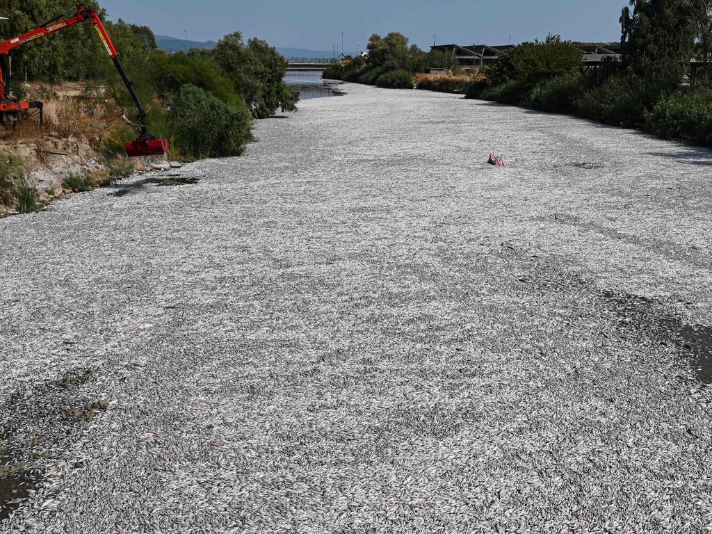 Fish littered the otherwise picturesque harbour in Volos, central Greece. Picture: Sakis Mitrolidis/AFP