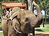 Elephant at Taro elephant park / AAP