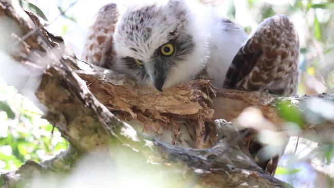 The trees in Centennial Park provide a home to animals, including a family of powerful owls. The revaluation of trees, shrubs and flowers in schools and parks across NSW has resulted in an expected $800 million hit to the NSW Budget. Picture John Grainger