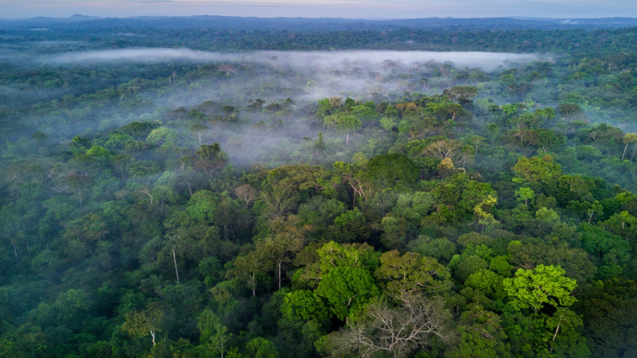 Brazil hosts summit to discuss challenges facing Amazon rainforest ...