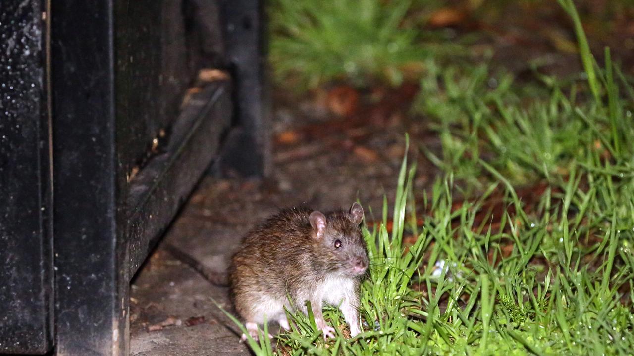 Coronavirus: Rats Are On The Rise As COVID-19 Shutdowns Cuts Their Food ...