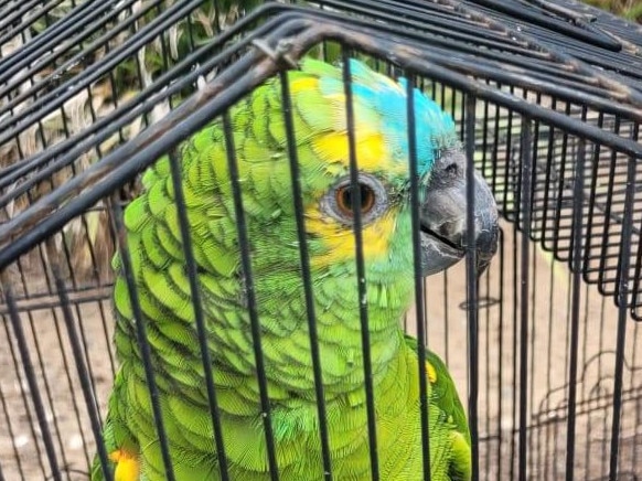 "Skittles", a turquoise-fronted amazon, safely found by firefighters. Picture: Fire and Rescue NSW