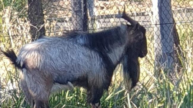 The wild goat is affectionately known as Billy.