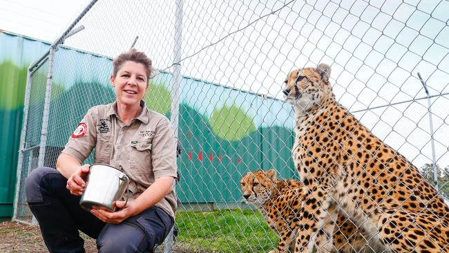 Tasmania Zoo owner Rochelle Penney with the zoo's new cheetahs Zari and Tafara. Picture: PATRICK GEE