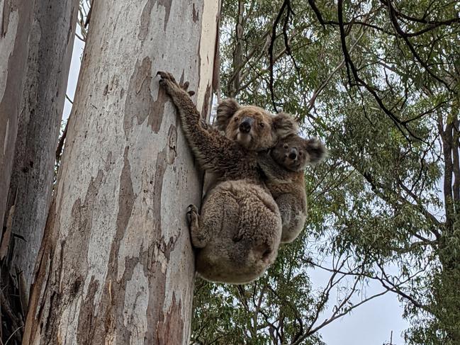 A koala mum and joey pictured in Discovery Park, Helensvale.