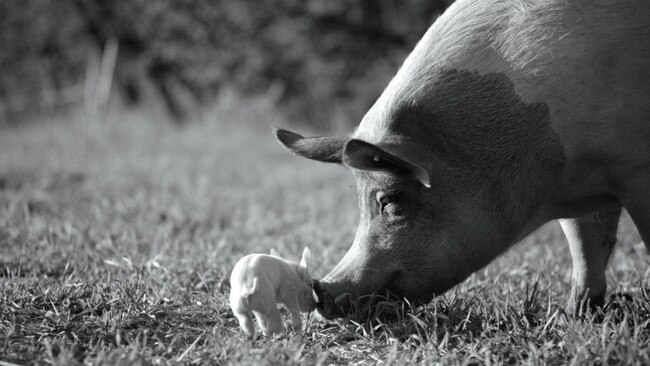 The enormous sow, Gunda, goes placidly about her business, occasionally checking to see that her offspring are behaving themselves.