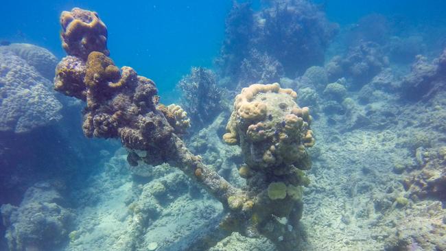 Anchor from mystery sailing vessel found at Sudbury Reef, off Cairns. Photo: Adam Cropp