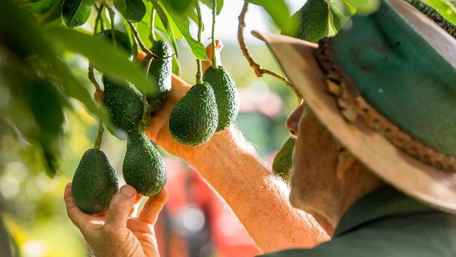 Avocado farm for sale near Blackbutt and Nanango | news.com.au ...