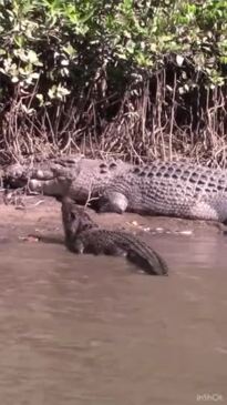 Iconic female croc swims up to older male on the banks of the Daintree River