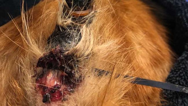 A cat is lucky to be alive after RSPCA inspectors found it with a ziptie around the base of its tail making it impossible for it to defecate. Picture: RSPCA