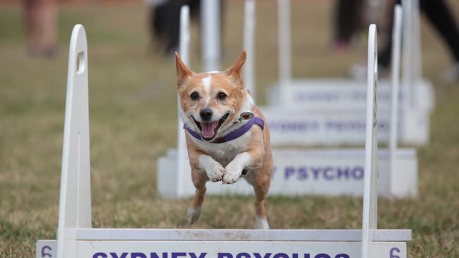 Dogs of all breeds will converge on Camden for the biggest day on the four-legged social calendar. Picture: Robert Pozo