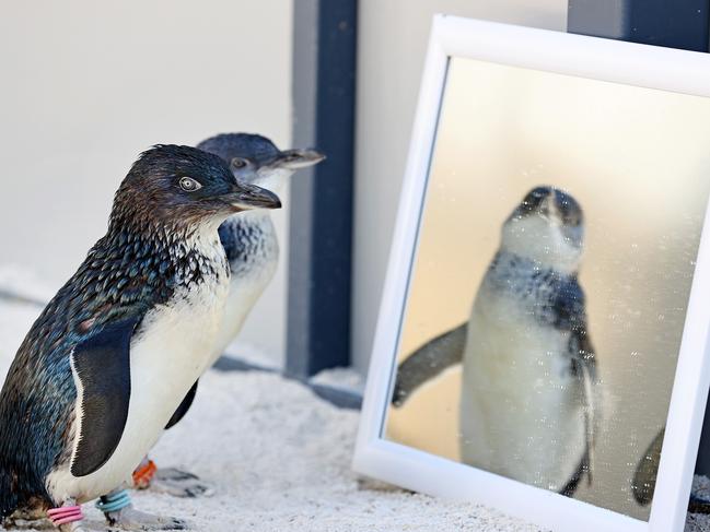 **HOLD FOR WEEKEND PAPERS** There are four new Little Blue Penguins exploring their new home at Darling Downs Zoo. Photo: Tara Croser.