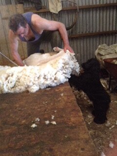 Wilfred from Waubra helps out in the shearing shed. Picture: Stu Robertson