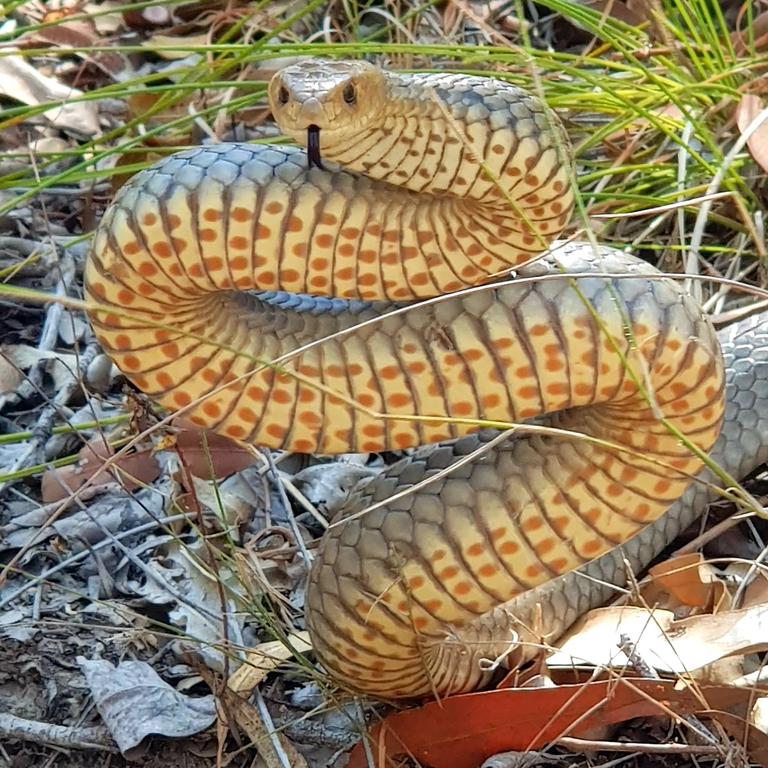 Eastern brown from Tamborine Village. Gold Coast and Brisbane Snake Catcher Tony Harrison's best photos. Photo: Gold Coast and Brisbane Snake Catcher