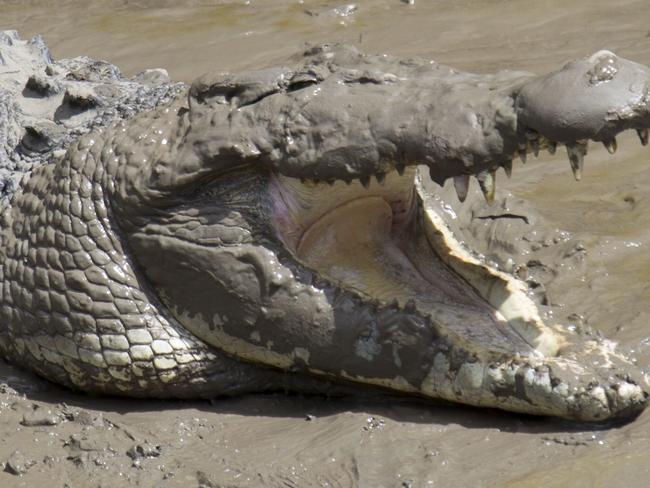 A crocodile basking on the bank of the Pioneer River. generic.