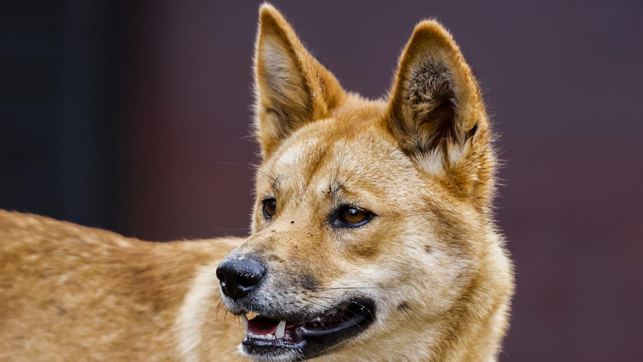 The boy was bitten on the buttocks by a dingo. Photo: Jenny Evans/Getty Images.