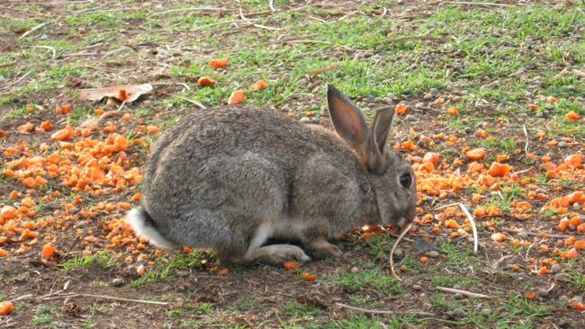 Farmers say rabbits are out of control near Tooradin, despite the release of a new strain of Rabbit Haemorrhagic Disease Virus (RHDV-K5) earlier this year