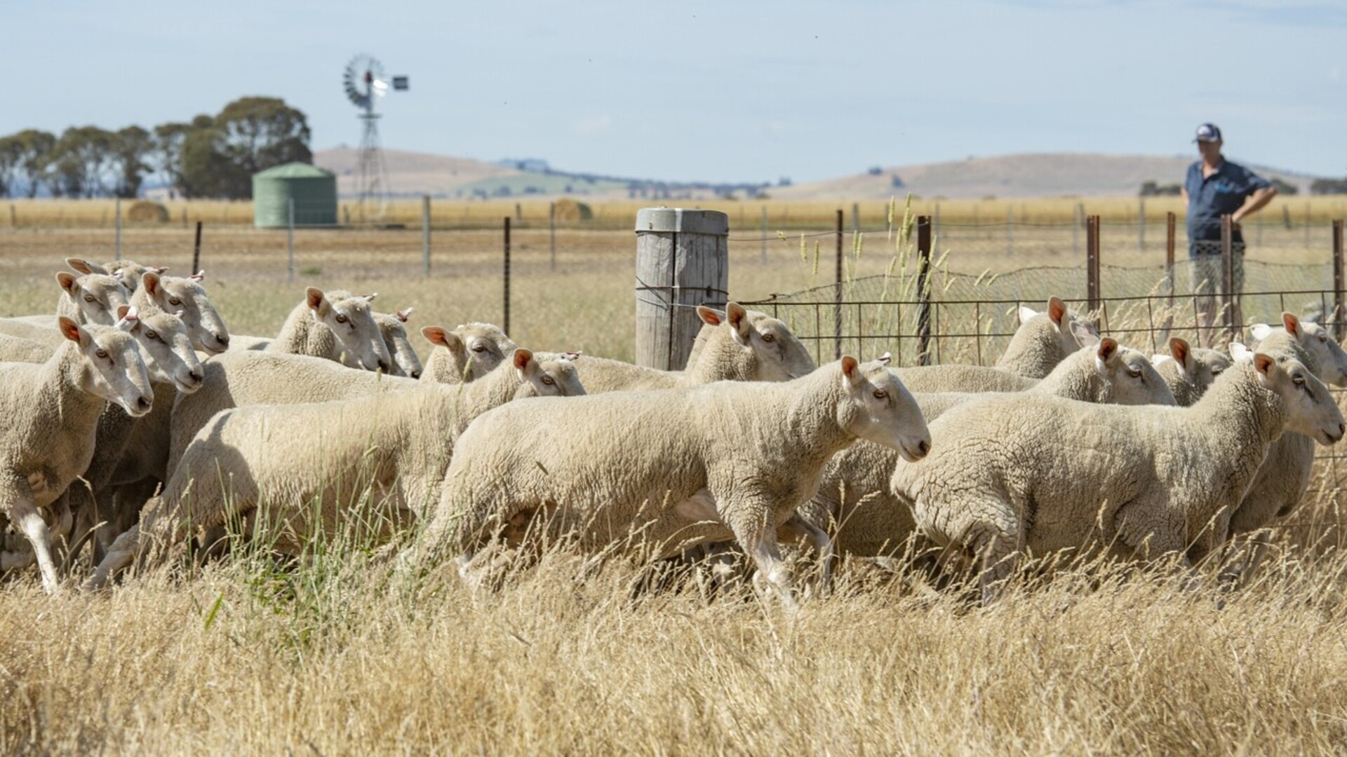 WA live export lobbyists ramp up campaign as state election nears