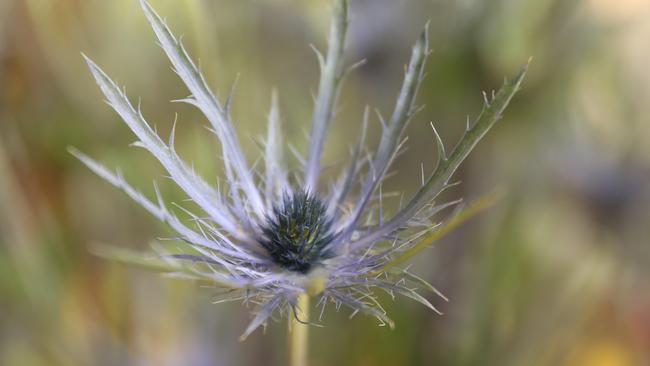 Flowers on Tedder. Photo by Richard Gosling