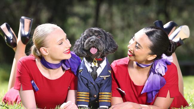 Virgin Australia announcement. Virgin Australia signals intent to launch nation's first-ever pets in cabin flights. Picture: Alex Coppel