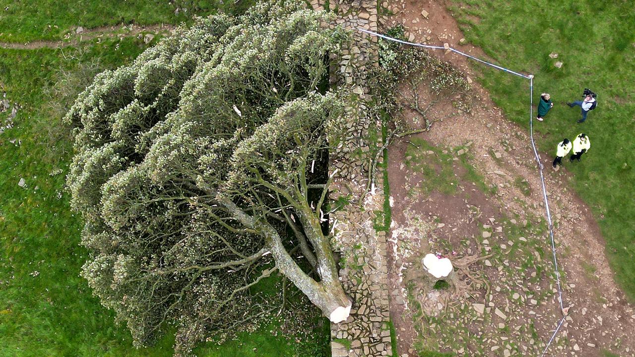 The beloved Sycamore Gap tree on Hadrian's Wall lies on the ground leaving behind only a stump in the spot it once proudly stood. Picture: Jeff J Mitchell / Getty Images