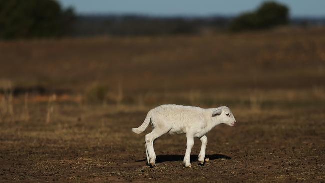 Charities and everyday Aussies have been more generous to struggling farmers and their starving livestock than the federal government. Picture: Rohan Kelly