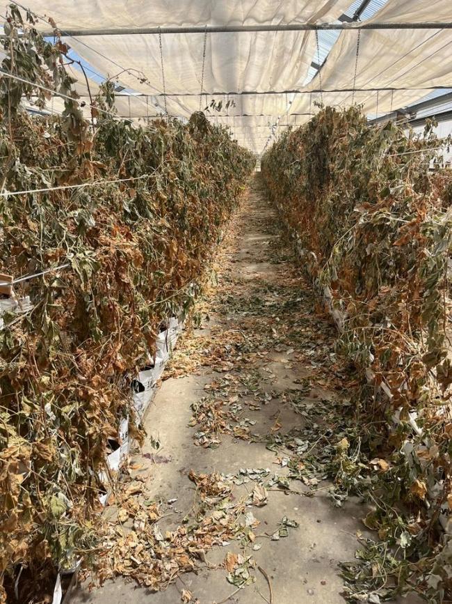 Dead plants are now littering the greenhouses.